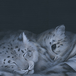 snowleopards
